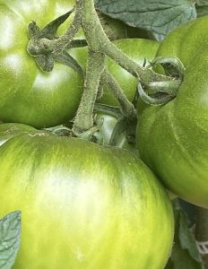 green tomatoes