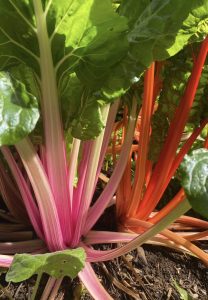 swiss chard