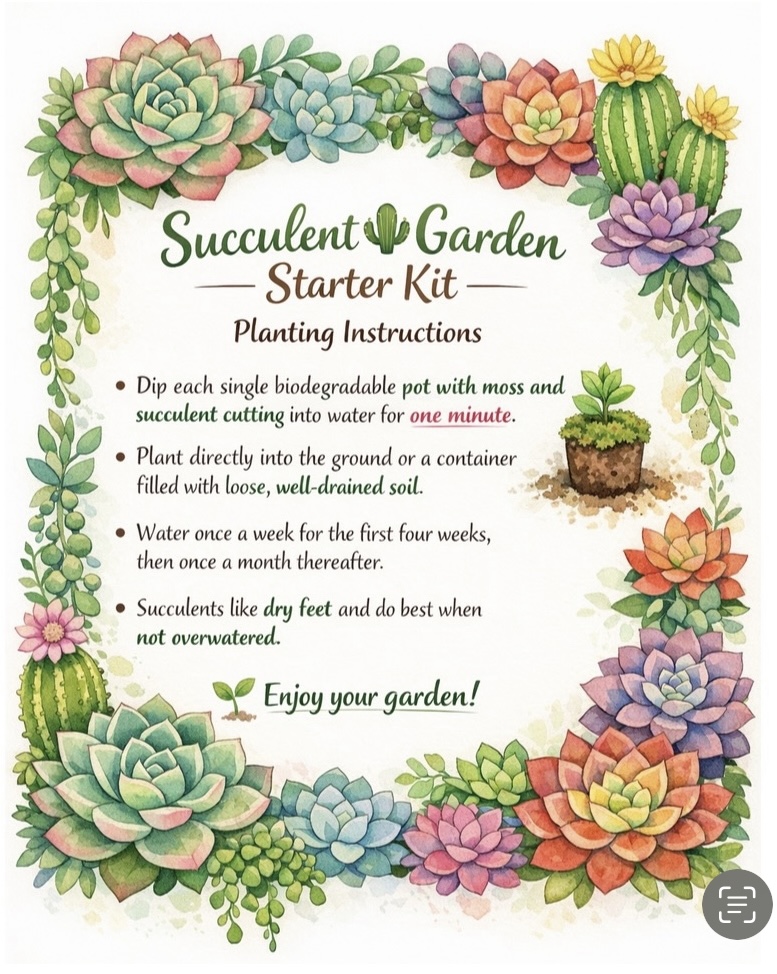 Succulent Garden Starter Kit Planting Instructions
